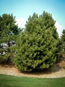 Сосна Чёрная (Pinus Nigra) купить по цене от 270.00р. в интернет-магазине «Посадика» с доставкой почтой в в Хвалынске и по всей России – [изображение №1].