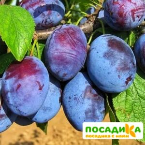 Слива Чачакская ранняя купить по цене от 229.00р. в интернет-магазине «Посадика» с доставкой почтой в в Хвалынске и по всей России – [изображение №1].