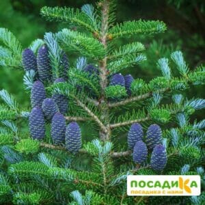 Пихта корейская (Abies koreana) купить по цене от 450.00р. в интернет-магазине «Посадика» с доставкой почтой в в Хвалынске и по всей России – [изображение №1].