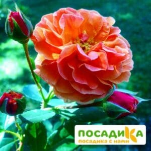 Роза Арабия купить по цене от 350.00р. в интернет-магазине «Посадика» с доставкой почтой в в Хвалынске и по всей России – [изображение №1].