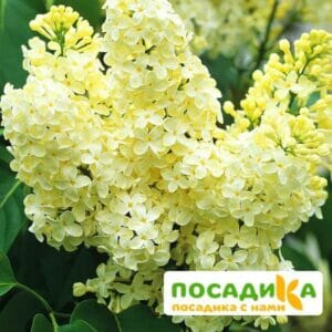 Сирень Примроуз (Primrose) купить по цене от 529.00р. в интернет-магазине «Посадика» с доставкой почтой в в Хвалынске и по всей России – [изображение №1].