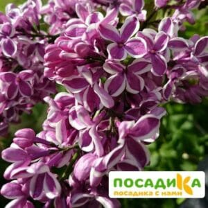 Сирень Сенсация купить по цене от 529.00р. в интернет-магазине «Посадика» с доставкой почтой в в Хвалынске и по всей России – [изображение №1].