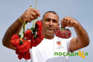 Клубника Гигант Джорнея купить по цене от 266р. в интернет-магазине «Посадика» с доставкой почтой в в Хвалынске и по всей России – [изображение №1].