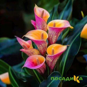 Калла Оникс купить по цене от 450р. в интернет-магазине «Посадика» с доставкой почтой в в Хвалынске и по всей России – [изображение №1].