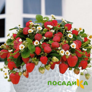 Клубника Рубиновый Шепот (горшечная) купить по цене от 240р. в интернет-магазине «Посадика» с доставкой почтой в в Хвалынске и по всей России – [изображение №1].