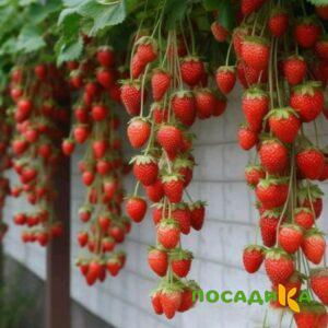 Клубника вьющаяся Комплимент купить по цене от 470р. в интернет-магазине «Посадика» с доставкой почтой в в Хвалынске и по всей России – [изображение №1].