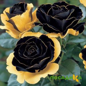 Роза Ханни Сикл купить по цене от 700р. в интернет-магазине «Посадика» с доставкой почтой в в Хвалынске и по всей России – [изображение №1].
