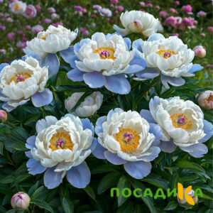 Пион акварельный Этюд купить по цене от 806р. в интернет-магазине «Посадика» с доставкой почтой в в Хвалынске и по всей России – [изображение №1].