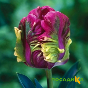 Тюльпан Экзотик Хэвен купить по цене от 186р. в интернет-магазине «Посадика» с доставкой почтой в в Хвалынске и по всей России – [изображение №1].