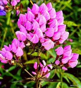 Флокс Бутоник купить по цене от 461р. в интернет-магазине «Посадика» с доставкой почтой в в Хвалынске и по всей России – [изображение №1].