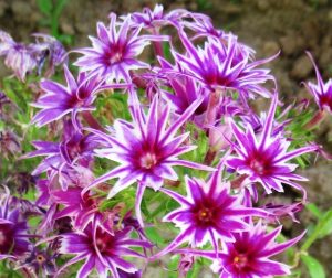 Флокс Звездное Кружево купить по цене от 361р. в интернет-магазине «Посадика» с доставкой почтой в в Хвалынске и по всей России – [изображение №1].